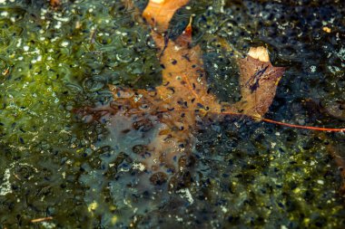 Romanya 'nın Sibiu kentindeki bir kurbağa havuzuna Avrupa' nın kahverengi kurbağa Rana temporaria 'dan yeni yumurtlamış.