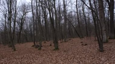 Ormandaki panoramik manzara, Sibiu, Romanya