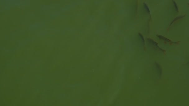 Eine Gruppe Fische Auf Nahrungssuche Grünen Wasser Eines Hafens Mlaga — Stockvideo