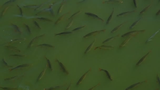 Eine Gruppe Fische Auf Nahrungssuche Grünen Wasser Eines Hafens Mlaga — Stockvideo