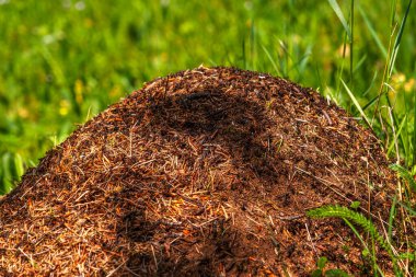 Closeup view on top of anthill from pine needles and branches with colony of ants in spring woodland. The observation of nature and creatures concept