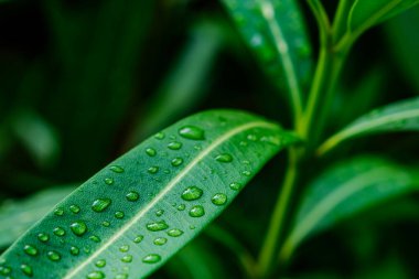 Çiçek yapraklarına su damlaları