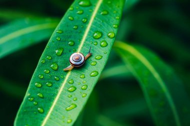 Çiçek yapraklarının üzerine su damlatan bir salyangoz.
