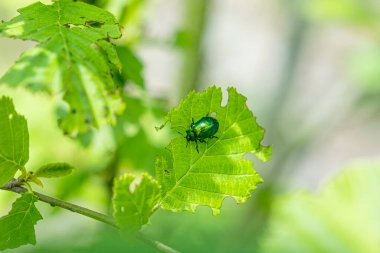 Yeşil Gül Chafer, Cetonia Aurata, yaprakla besleniyor.