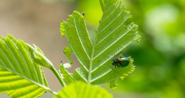 Yeşil Gül Chafer, Cetonia Aurata, yaprakla besleniyor.