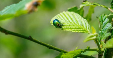 Yeşil Gül Chafer, Cetonia Aurata, yaprakla besleniyor.