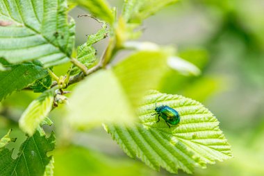 Yeşil Gül Chafer, Cetonia Aurata, yaprakla besleniyor.
