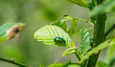 Yeşil Gül Chafer, Cetonia Aurata, yaprakla besleniyor.