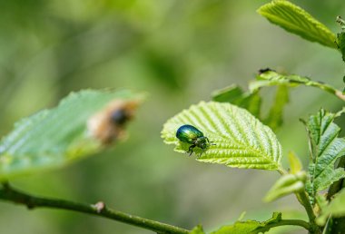 Yeşil Gül Chafer, Cetonia Aurata, yaprakla besleniyor.