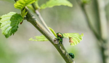 Yeşil Gül Chafer, Cetonia Aurata, yaprakla besleniyor.