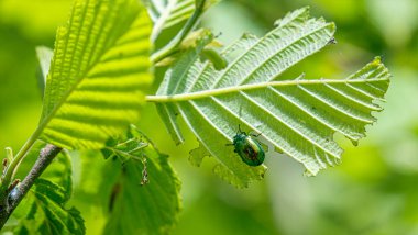 Yeşil Gül Chafer, Cetonia Aurata, yaprakla besleniyor.