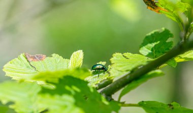 Yeşil Gül Chafer, Cetonia Aurata, yaprakla besleniyor.