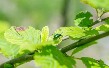 Yeşil Gül Chafer, Cetonia Aurata, yaprakla besleniyor.