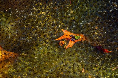 Romanya 'nın Sibiu kentindeki bir kurbağa havuzuna Avrupa' nın kahverengi kurbağa Rana temporaria 'dan yeni yumurtlamış.