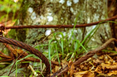Ormandaki eski paslı kablo.