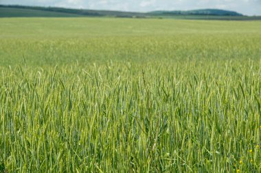 Rüzgarda hareket eden yeşil buğday başakları