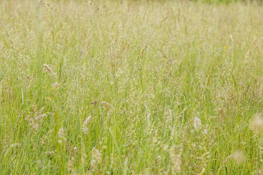 Yeşil çimenler ve kır çiçekleri