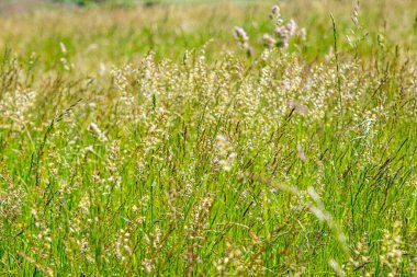 Yeşil çimenler ve kır çiçekleri