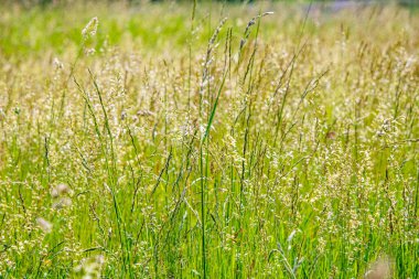 Yeşil çimenler ve kır çiçekleri
