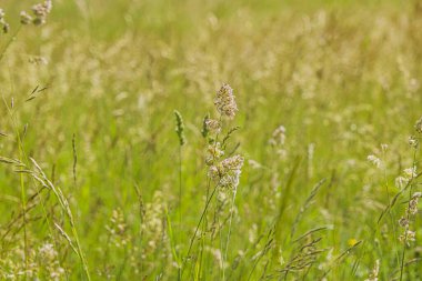 Yeşil çimenler ve kır çiçekleri