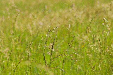 Yeşil çimenler ve kır çiçekleri