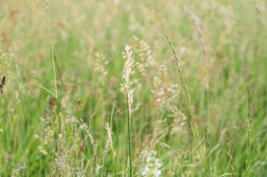 Yeşil çimenler ve kır çiçekleri