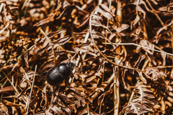 Escarabajo Hierba Seca — Foto de Stock