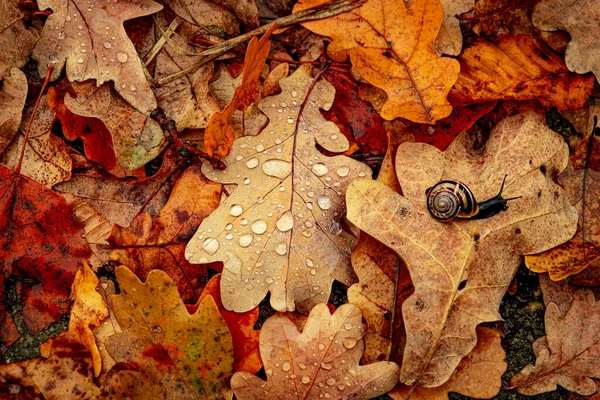 乾いた葉の上の水を森のカタツムリで落とす — ストック写真
