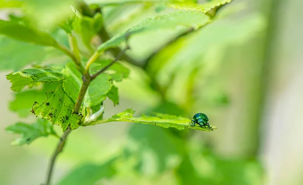 緑のバラのシャファー セトニア オーラタ 葉への餌やり — ストック写真