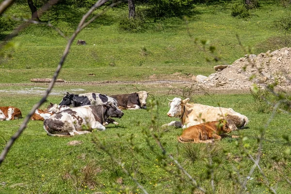 Manada Vacas Terneros Acostados Durmiendo Campo — Foto de Stock