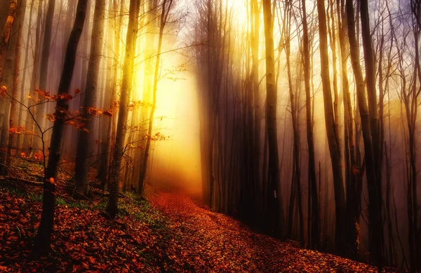 Lumières Mystiques Dans Forêt — Photo
