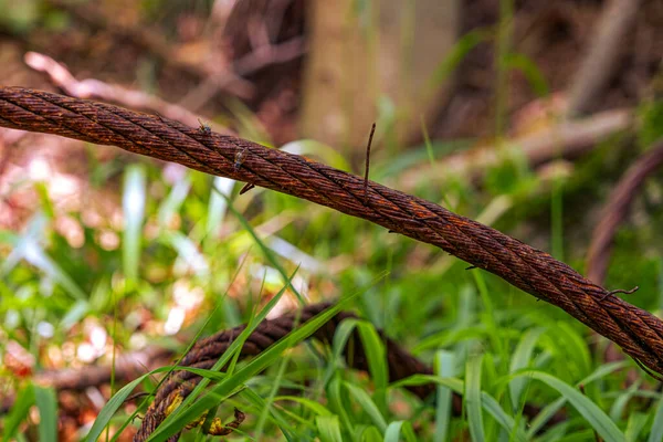 Vieux Câble Rouillé Dans Forêt — Photo