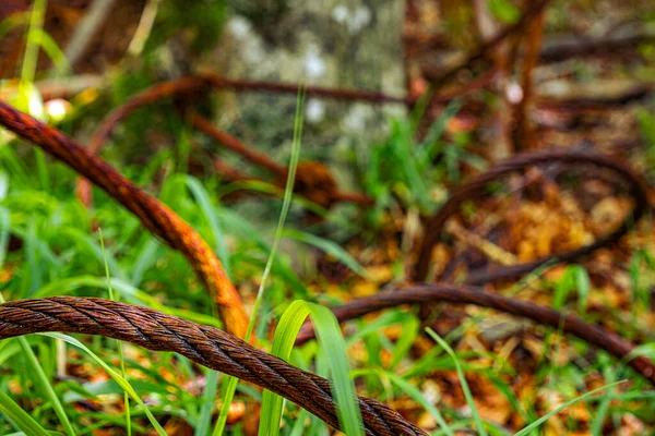 Old Rusty Cable Forest — Stock Photo, Image