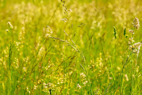 Das Grüne Gras Mit Wildblumen — Stockfoto