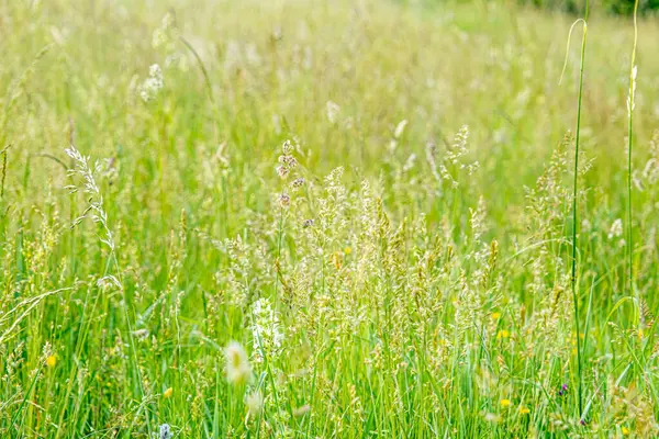 Hierba Verde Con Flores Silvestres — Foto de Stock