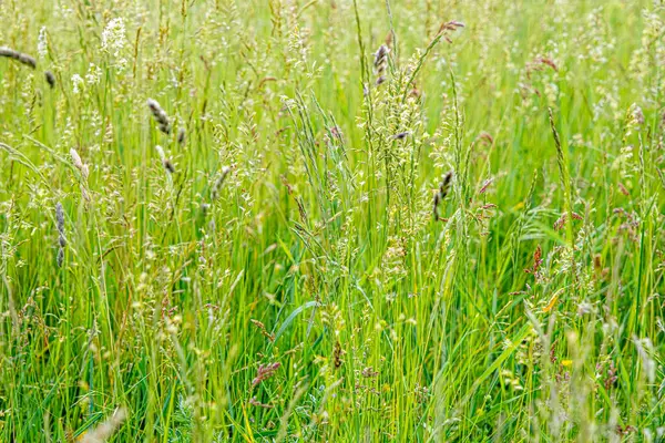 Green Grass Wildflowers — Stock Photo, Image
