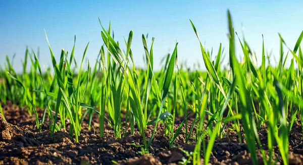 Buğday Filizleri Yakın Çekim Manzarası Telifsiz Stok Imajlar