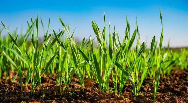 Junge Weizensetzlinge Die Auf Einem Feld Wachsen Junger Grüner Weizen lizenzfreie Stockfotos