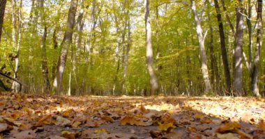Ormanda güzel sonbahar manzarası