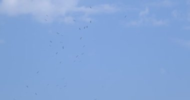 Büyük Leylek Grubu Gökyüzünde Uçuyor ve Sıcak Ülkeler 'e Uçmaya Hazırlanıyor