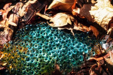 Romanya 'nın Sibiu kentindeki bir kurbağa havuzuna Avrupa' nın kahverengi kurbağa Rana temporaria 'dan yeni yumurtlamış.