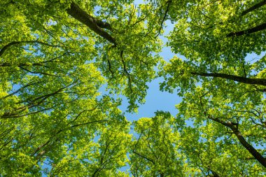 Kayın ormanlarının yukarısına, açık güneş ışığında mavi gökyüzüne karşı açılır.