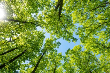 Kayın ormanlarının yukarısına, açık güneş ışığında mavi gökyüzüne karşı açılır.