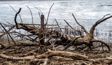 Kurumuş gölün kenarında kurumuş ağaçlar ve çeşitli çöpler var.