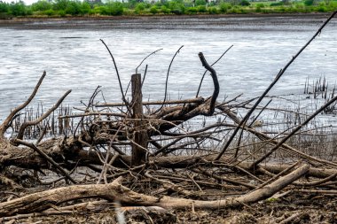 Kurumuş gölün kenarında kurumuş ağaçlar ve çeşitli çöpler var.