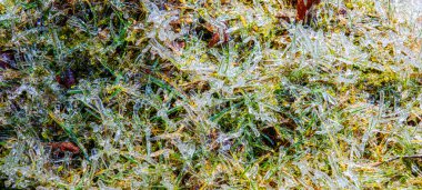 Buzla kaplı yeşil çimenler. Dondurucu yağmurdan sonra sonuçlar.