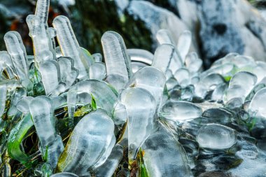 Buzla kaplı yeşil çimenler. Dondurucu yağmurdan sonra sonuçlar.