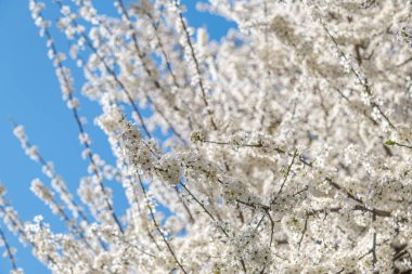 Ağaç dallarında açan çiçeklerle