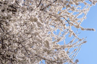Ağaç dallarında açan çiçeklerle