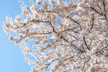 Ağaç dallarında açan çiçeklerle